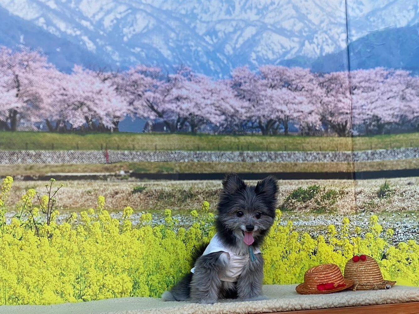 画像8544