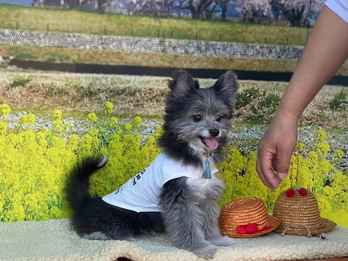 画像8547