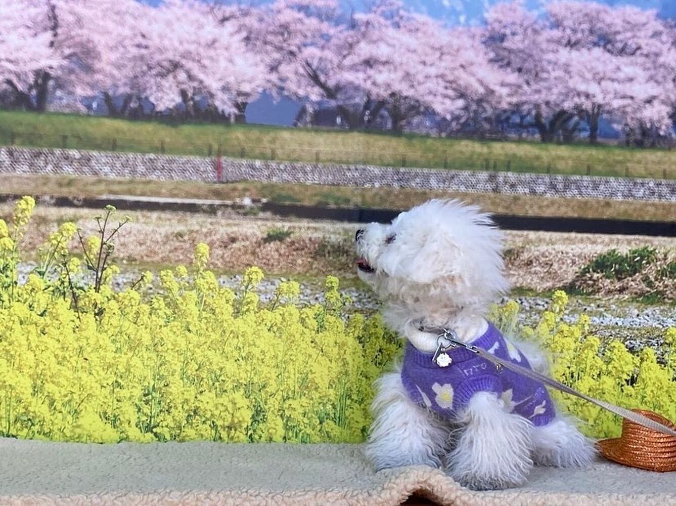 画像8585