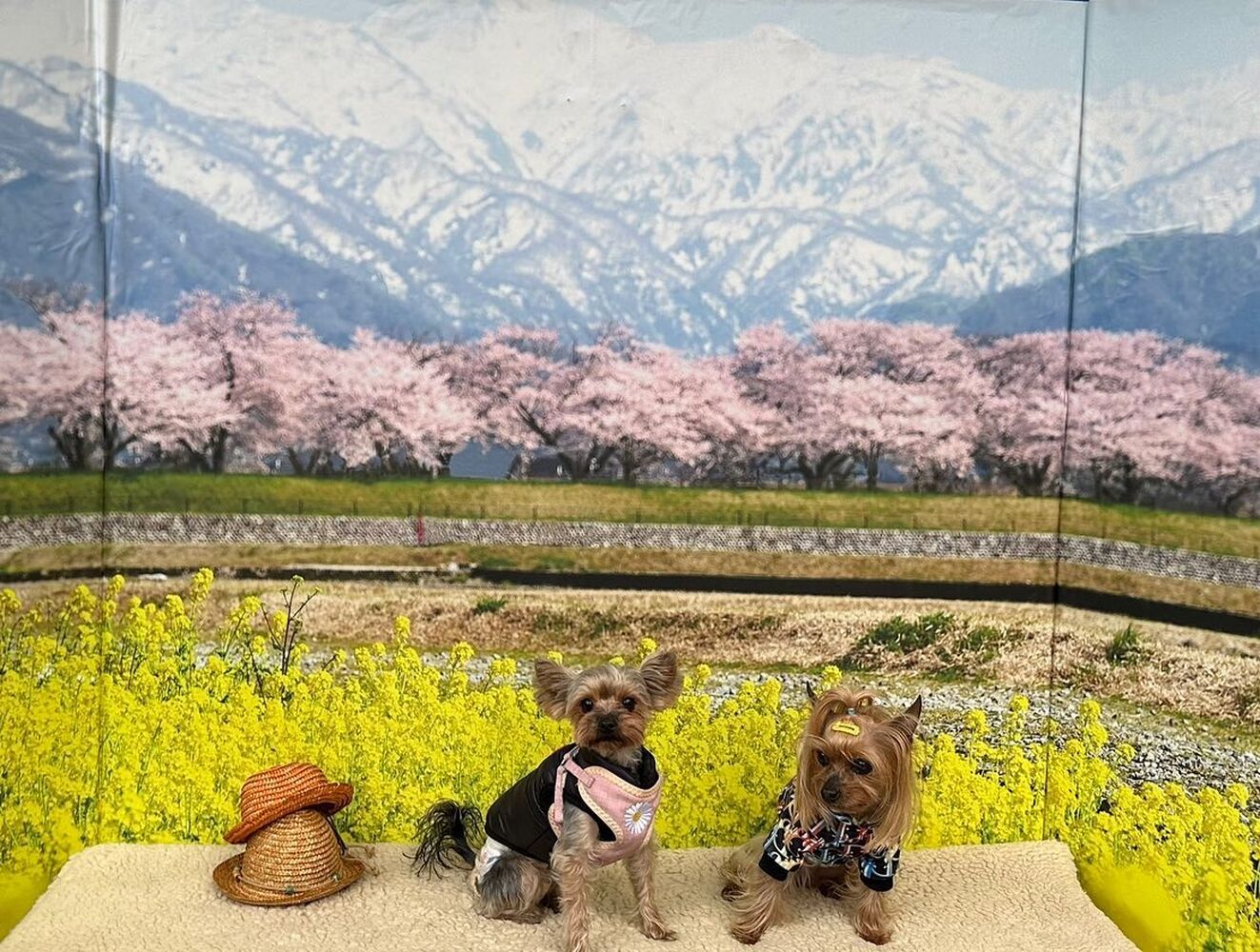 画像8622