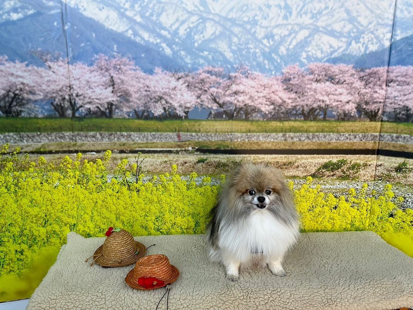 画像8660