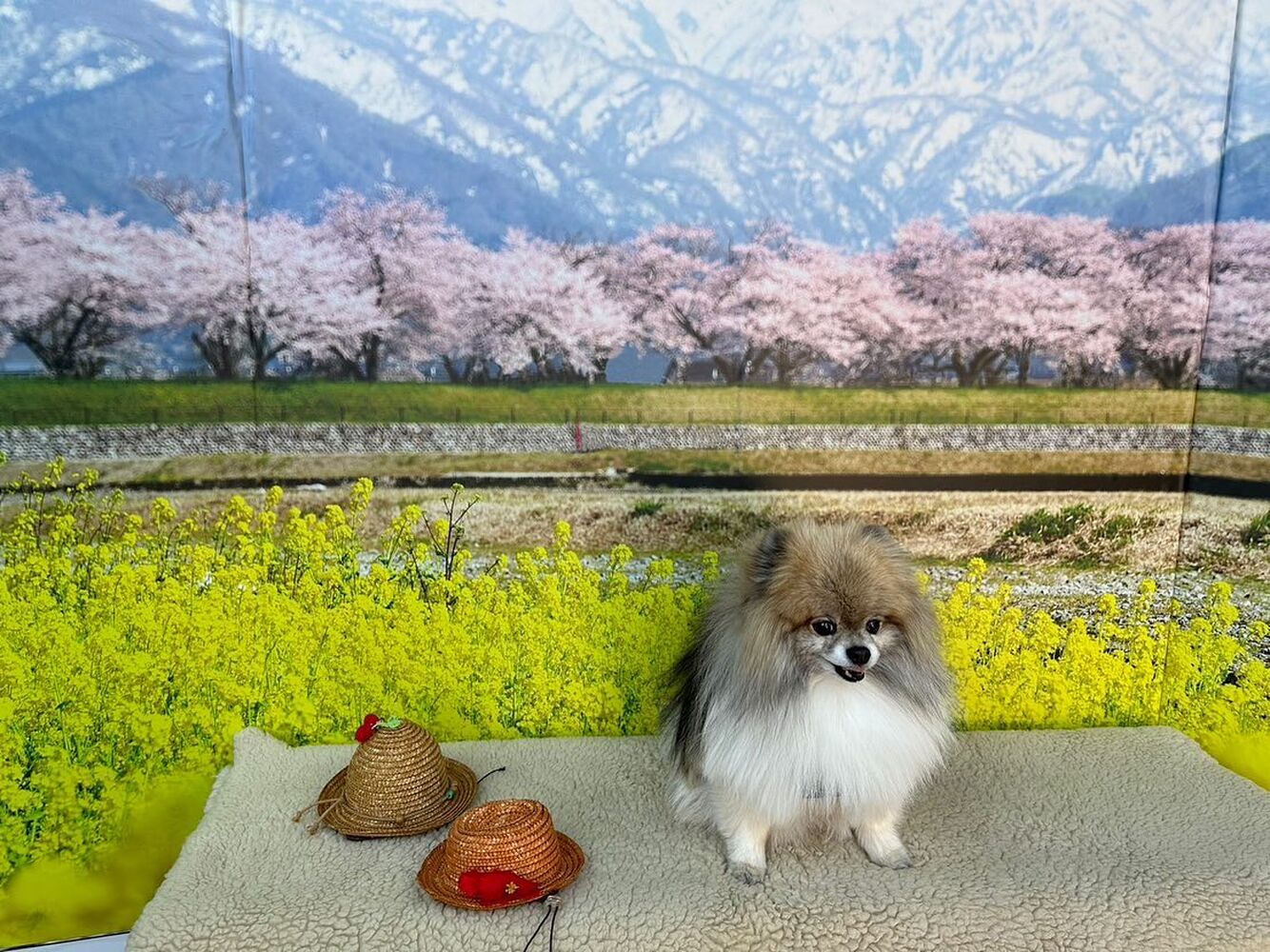 画像8661