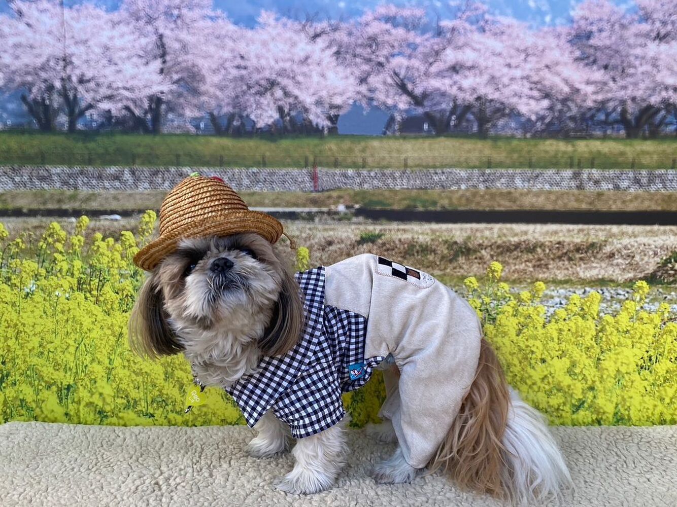 画像8704