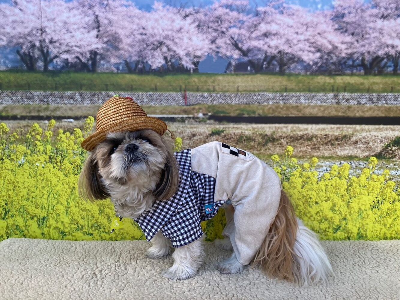 画像8713