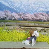 画像8726