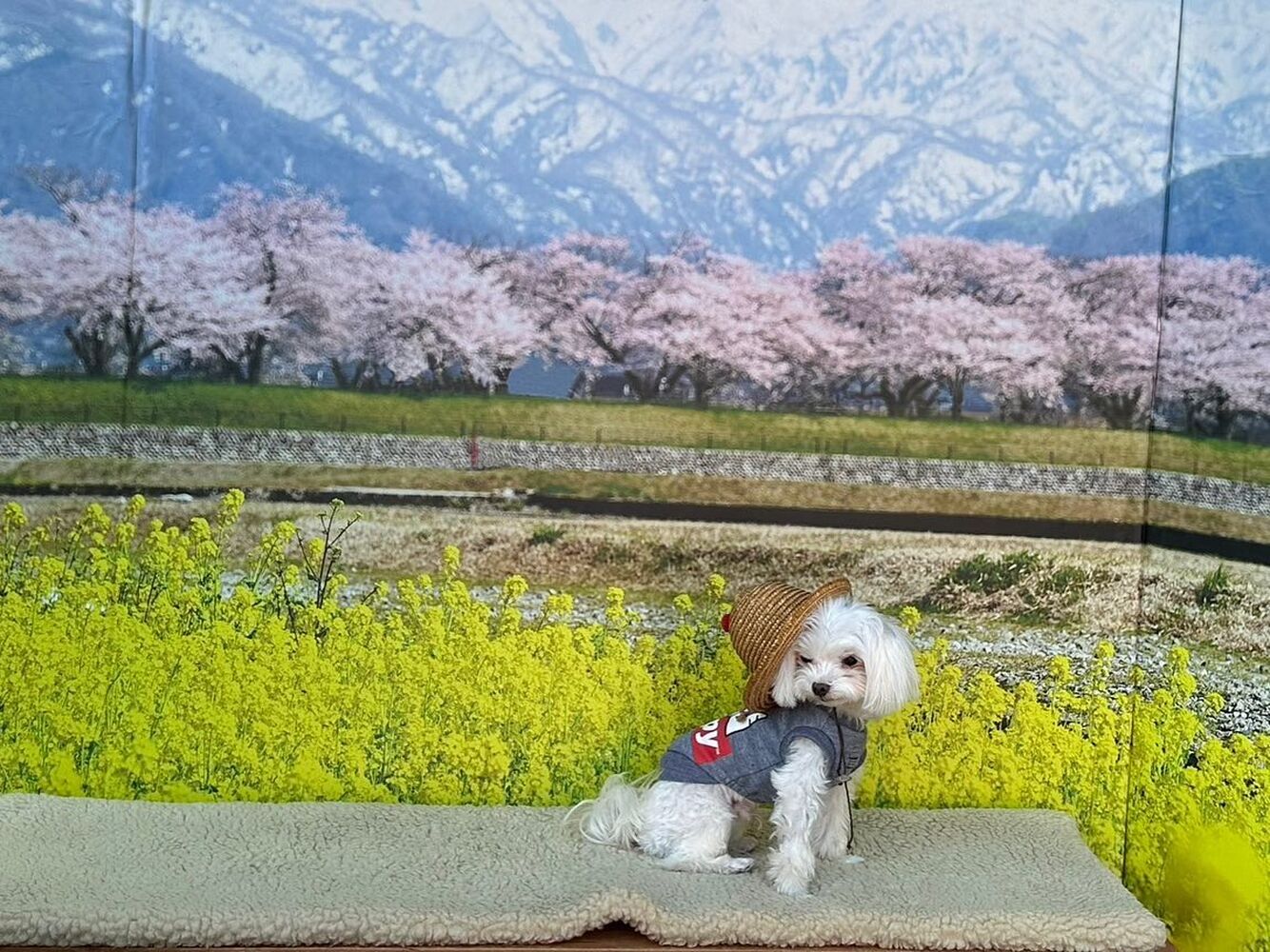 画像8726