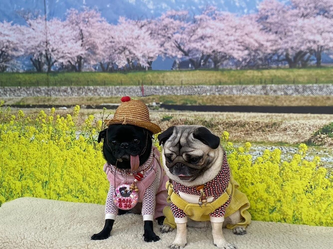 画像8779