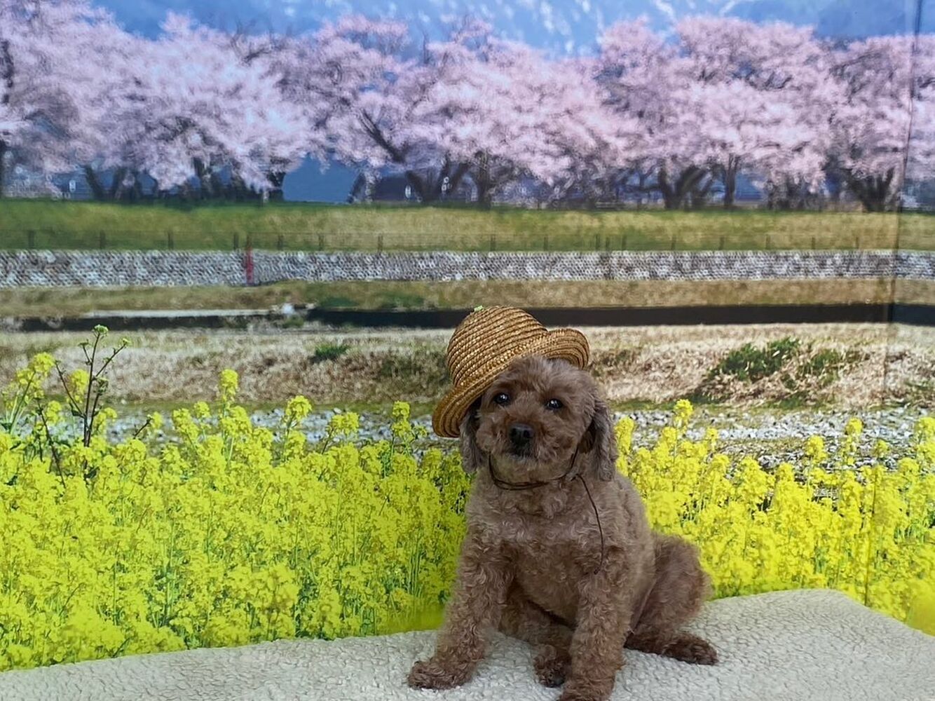 画像8797