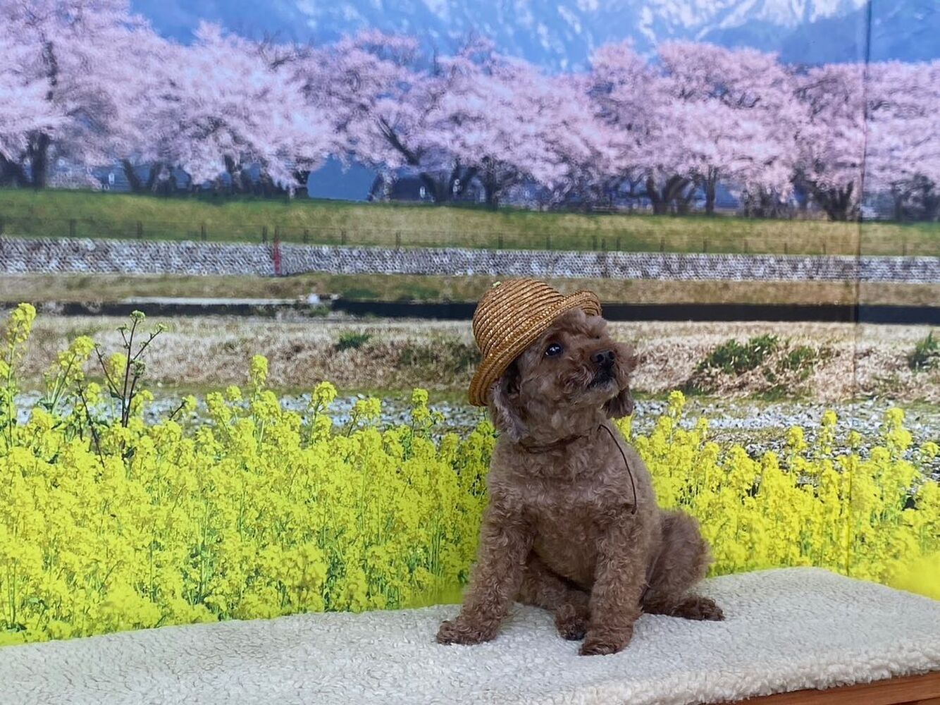 画像8798