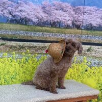画像8799