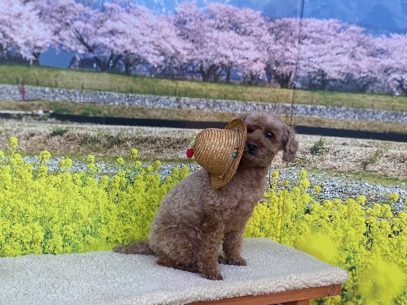 画像8799
