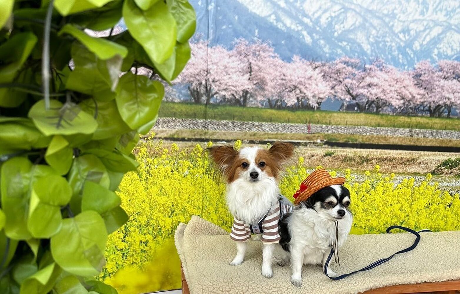 画像8836
