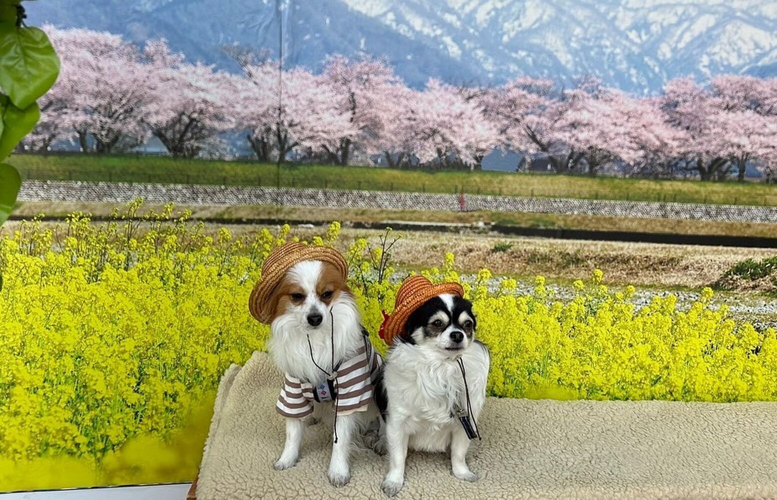 画像8838