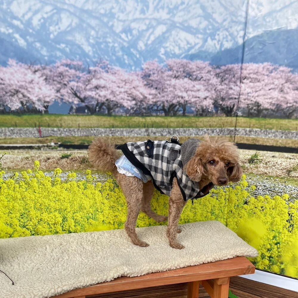 画像8847