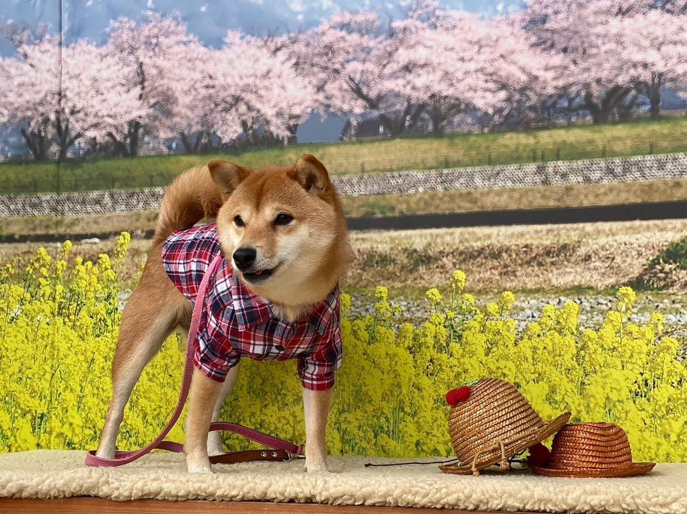 画像8903