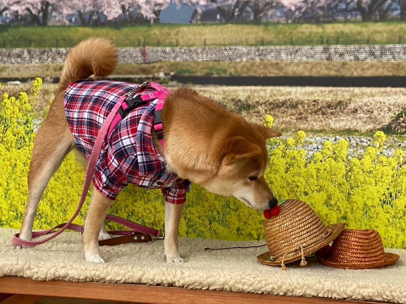 画像8904