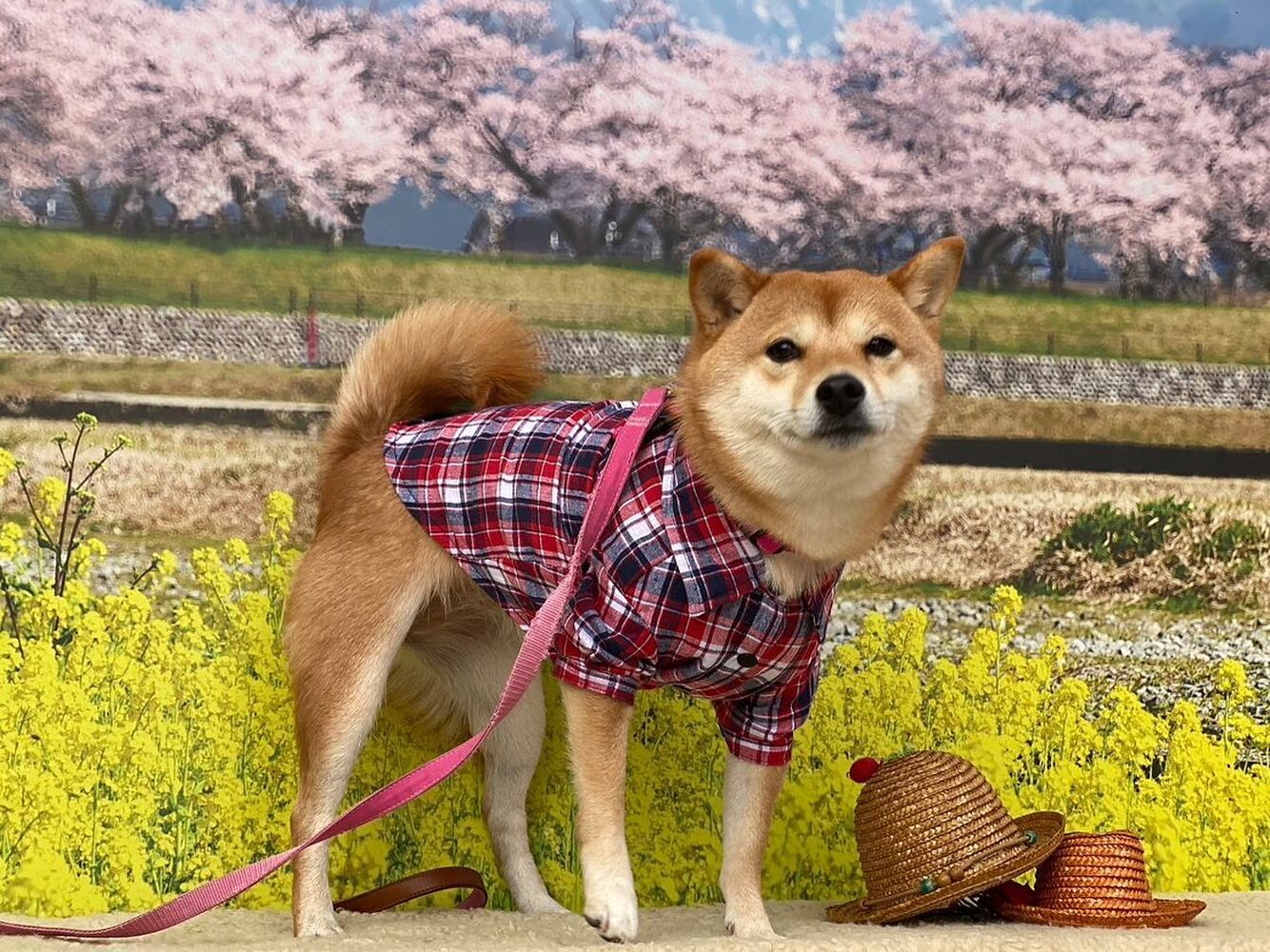 画像8906