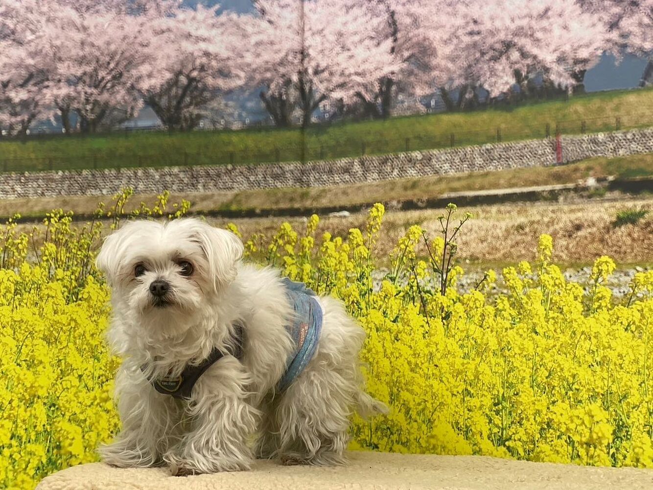 画像9503