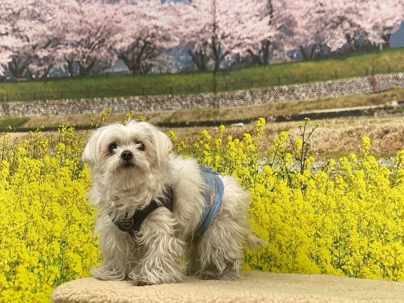 画像9505