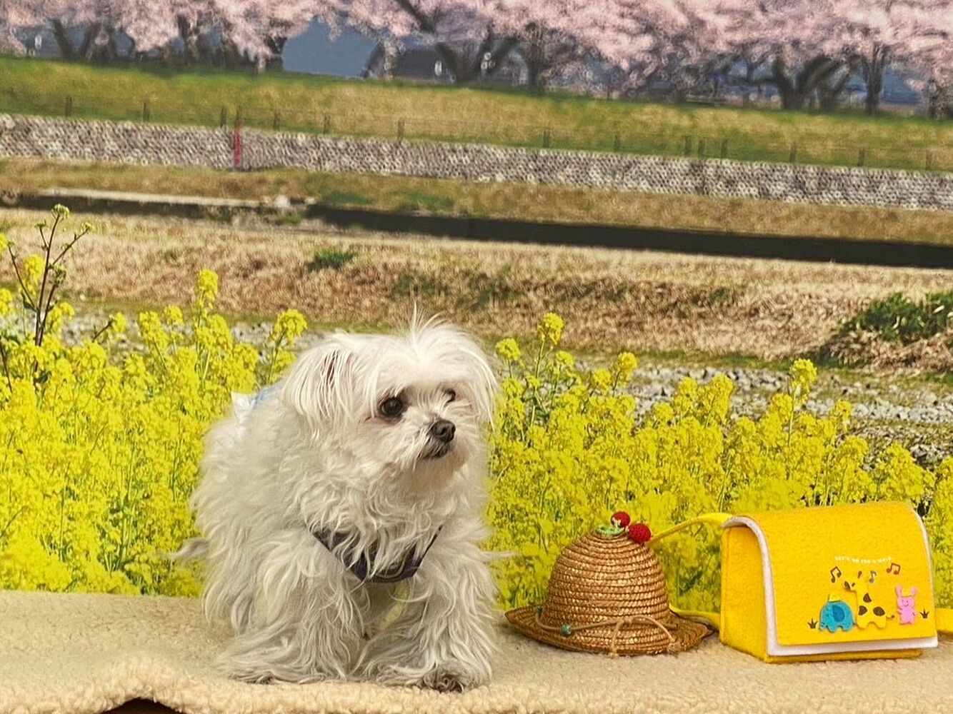 画像9507