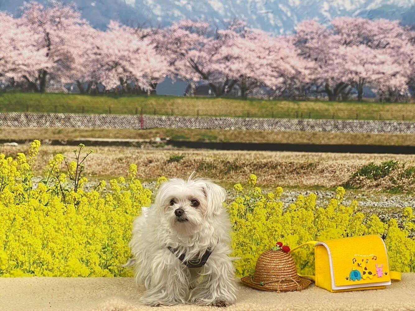 画像9508