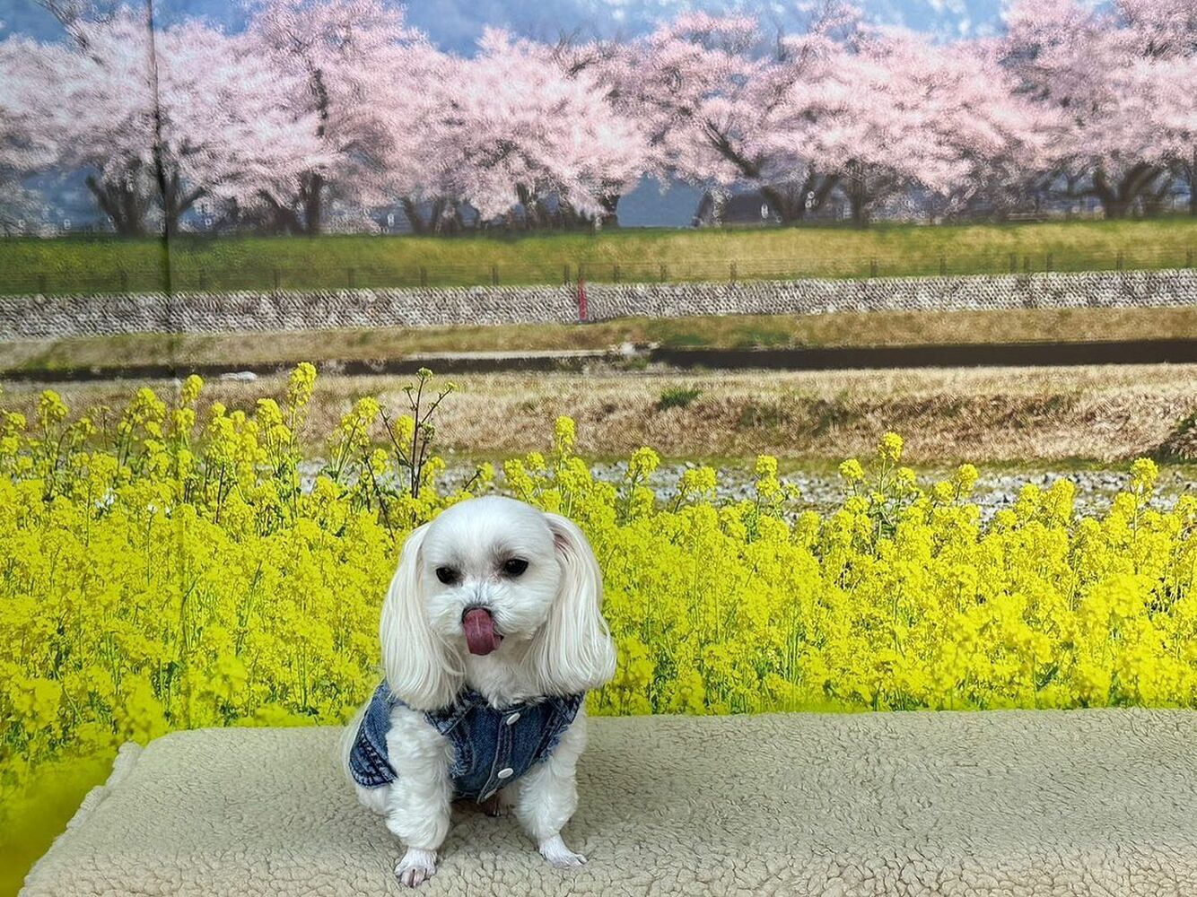 画像9584