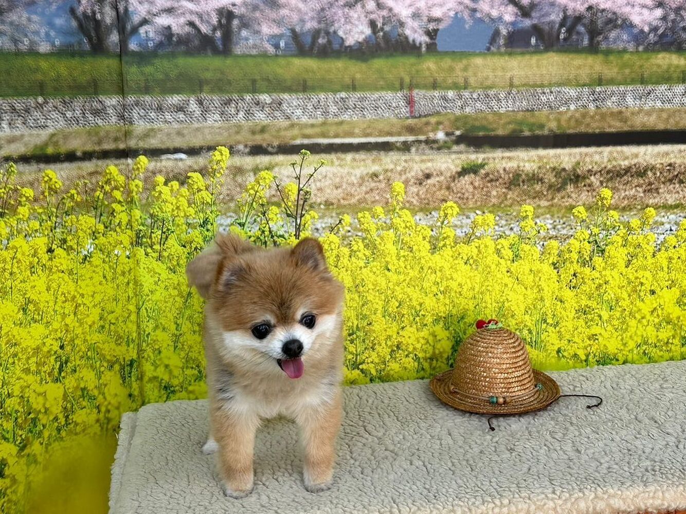 画像9620